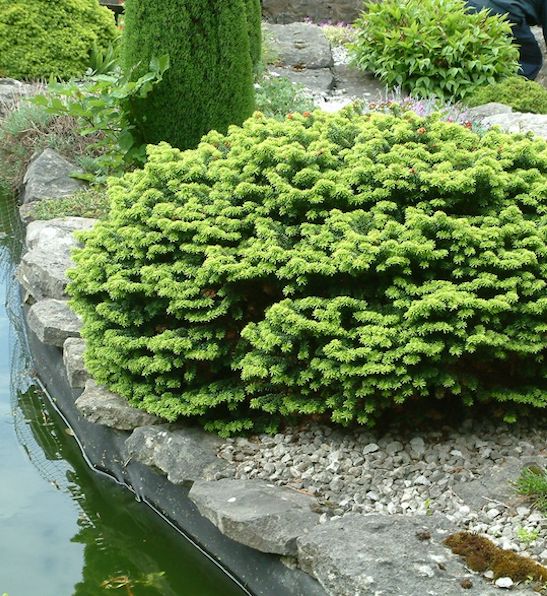 Dwarf Balsam Fir Tree | Abies balsamea 'Nana' Dwarf Balsam Fir Tree shrub with low, laterally spreading branches of plump, green needles, and laterally round habit.