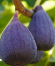 Two Dwarf Fig Tree plump, deep purple figs on the tree.