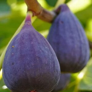 Two Dwarf Fig Tree plump, deep purple figs on the tree.