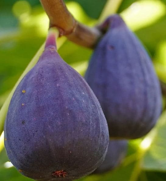 Two Dwarf Fig Tree plump, deep purple figs on the tree.