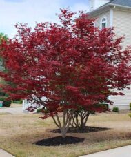 Emperor I Japanese Maple Trees in brilliant red foliage.