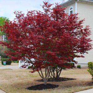 Emperor I Japanese Maple Trees in brilliant red foliage.
