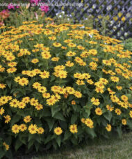 A large, shapely plant full of tall stems of brilliant golden yellow, daisy-like flowers with an orange-gold centres.