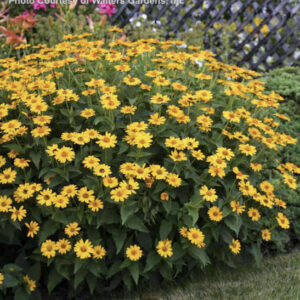 A large, shapely plant full of tall stems of brilliant golden yellow, daisy-like flowers with an orange-gold centres.