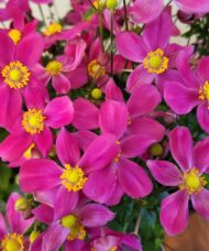 Fantasy Red Riding Hood Anemone rosy-pink, five-petaled flowers with yellow stamens, in a loose cup-like shape.