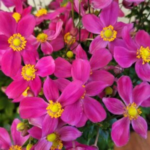 Fantasy Red Riding Hood Anemone rosy-pink, five-petaled flowers with yellow stamens, in a loose cup-like shape.