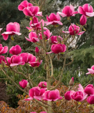 Felix Magnolia Tree covered with 12 inch wide, deep hot pink blooms with broad petals.