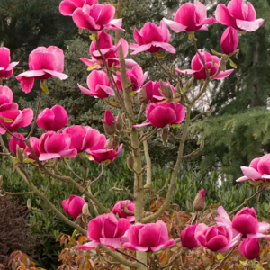 Felix Magnolia Tree covered with 12 inch wide, deep hot pink blooms with broad petals.
