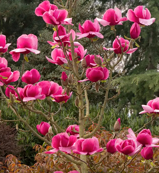 Felix Magnolia tree | Magnolia FELIX Felix Magnolia Tree covered with 12 inch wide, deep hot pink blooms with broad petals.