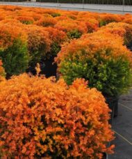 Pots of Fire Chief Cedar with its distinctive, dense, yellow green evergreen foliage.