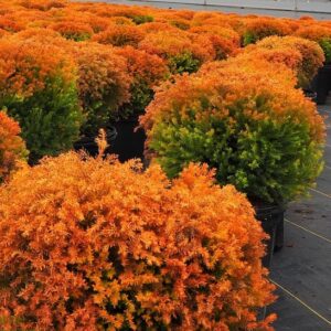 Pots of Fire Chief Cedar with its distinctive, dense, yellow green evergreen foliage.