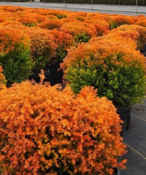 Pots of Fire Chief Cedar with its distinctive, dense, yellow green evergreen foliage.