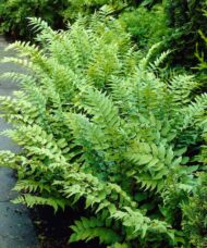 A clump of Fortune's Holly Fern with an upright habit and long, arching, light green fronds.
