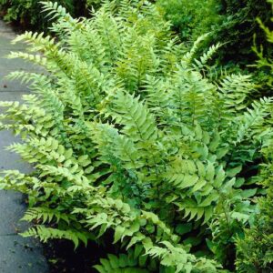 A clump of Fortune's Holly Fern with an upright habit and long, arching, light green fronds.