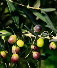 Slightly drooping branches with long leathery leaves of the Frantoio Olive Tree, full of black and green olives.