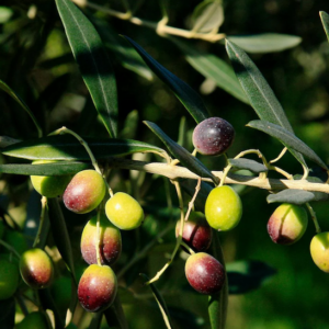 Slightly drooping branches with long leathery leaves of the Frantoio Olive Tree, full of black and green olives.