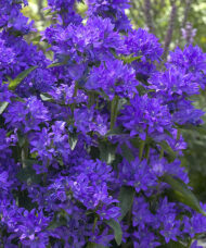 Freya Clustered Bellflower clusters of star-shaped, dark blue-violet flowers.