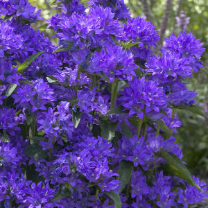 Freya Clustered Bellflower clusters of star-shaped, dark blue-violet flowers.