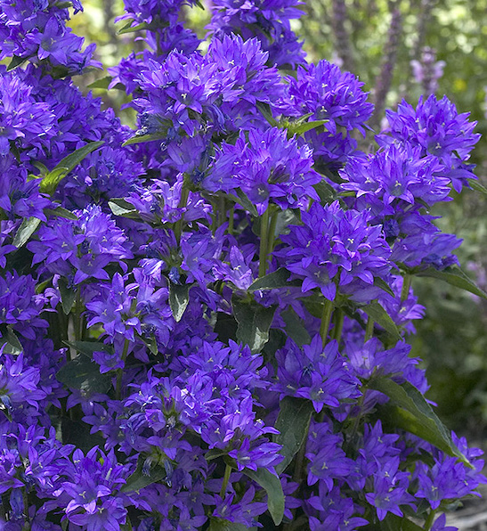 Freya Clustered Bellflower clusters of star-shaped, dark blue-violet flowers.