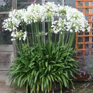 Galaxy White Lily of the Nile with large, clusters of white flowers on tall, sturdy stems, above green, strap-like foliage.