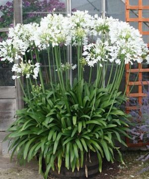 Galaxy White lily of the nile | White Agapanthus Galaxy White Lily of the Nile with large, clusters of white flowers on tall, sturdy stems, above green, strap-like foliage.