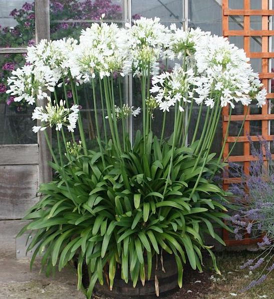 Galaxy White lily of the nile | White Agapanthus Galaxy White Lily of the Nile with large, clusters of white flowers on tall, sturdy stems, above green, strap-like foliage.