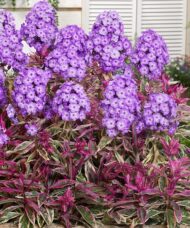 Garden Phlox with magenta and white blooms; and stunning, green leaves with cherry red and white margins.