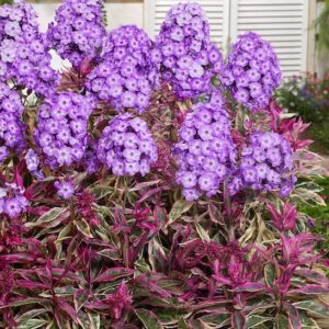 Garden Phlox with magenta and white blooms; and stunning, green leaves with cherry red and white margins.