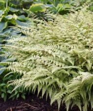 Ghost Fern upright fronts of soft greyish green with an overlay of silvery hues, and contrasting dark maroon midribs.