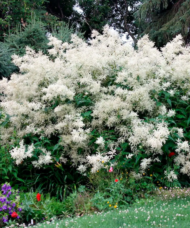 Tall Giant Fleece Flower perennial topped with masses of large, beard-like white flowers on every stem.