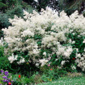 Tall Giant Fleece Flower perennial topped with masses of large, beard-like white flowers on every stem.