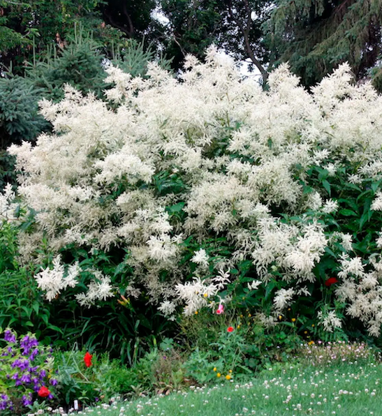 Giant Fleece Flower | Persicaria polymorpha Tall Giant Fleece Flower perennial topped with masses of large, beard-like white flowers on every stem.