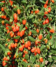 Masses of orangey-red goji fruit hanging from a goji berry bush.