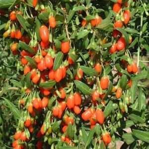 Masses of orangey-red goji fruit hanging from a goji berry bush.