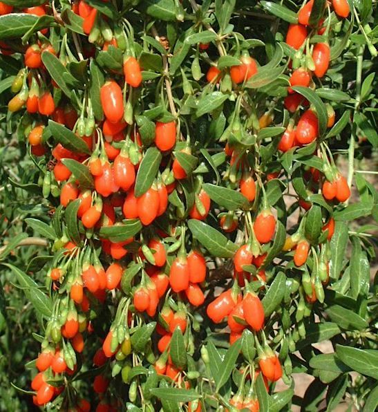 Goji Berry Bush | PRINCESS TAO Goji berry plant Masses of orangey-red goji fruit hanging from a goji berry bush.