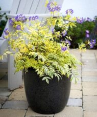 Golden Feathers Jacob's Ladder plant with bluish-lavender flowers and irregular yellow margins on its green leaves.