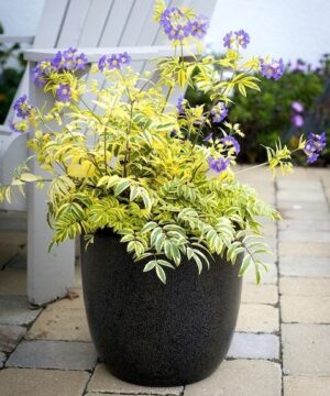 Golden Feathers Jacob's Ladder plant with bluish-lavender flowers and irregular yellow margins on its green leaves.