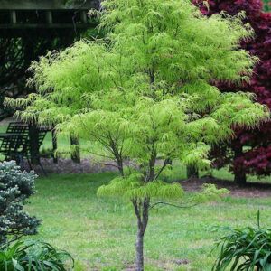 A young Green Japanese Maple Tree with lateral branches of bright green, lacy, cut leaves hanging downwards.