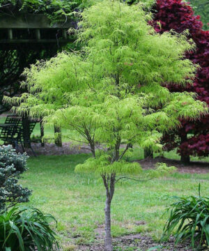 Green Japanese maple tree | Koto No Ito Japanese maple A young Green Japanese Maple Tree with lateral branches of bright green, lacy, cut leaves hanging downwards.