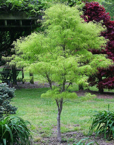 Green Japanese maple tree | Koto No Ito Japanese maple A young Green Japanese Maple Tree with lateral branches of bright green, lacy, cut leaves hanging downwards.