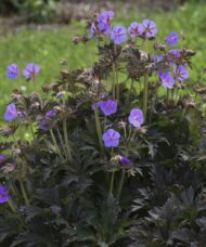 Hardy Geranium Boom Chocolatta bright blue-purple flowers float above dark, bronze-chocolate foliage.