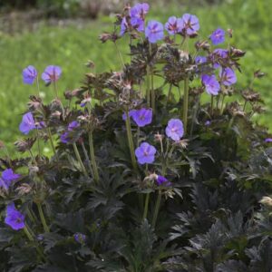 Hardy Geranium Boom Chocolatta bright blue-purple flowers float above dark, bronze-chocolate foliage.