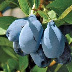 Fat, fleshy blue fruits on a haskap berry bush.