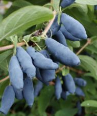 Large, long blue haskap honeysuckle fruits on the shrub.