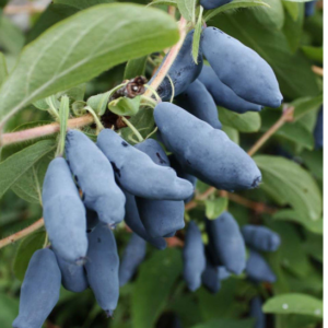 Large, long blue haskap honeysuckle fruits on the shrub.