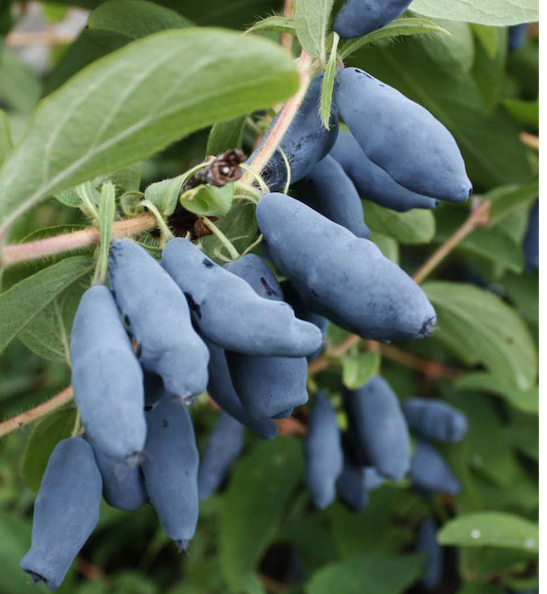 Large, long blue haskap honeysuckle fruits on the shrub.
