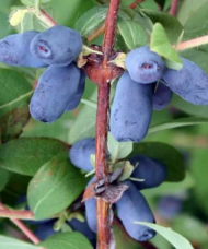 Large, blue fruits on a haskap plant.