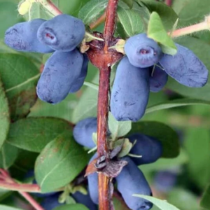 Large, blue fruits on a haskap plant.