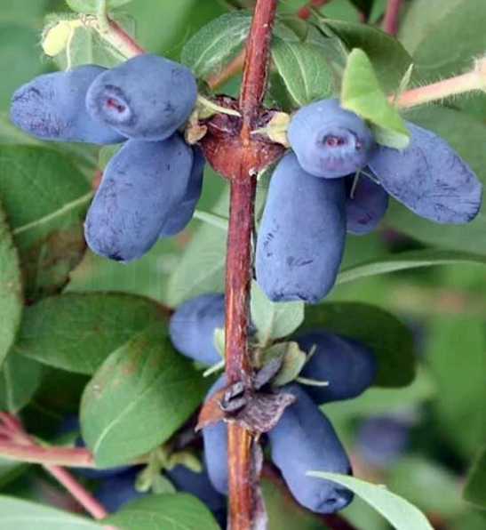 Haskap plant | Haskap Honeyberry | Blue Forest Honeyberry Large, blue fruits on a haskap plant.