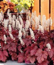 Heucherella Peach Tea plant with dark-veined, silver-dusted, peachy-red foliage and spikes of dainty, cream flowers.